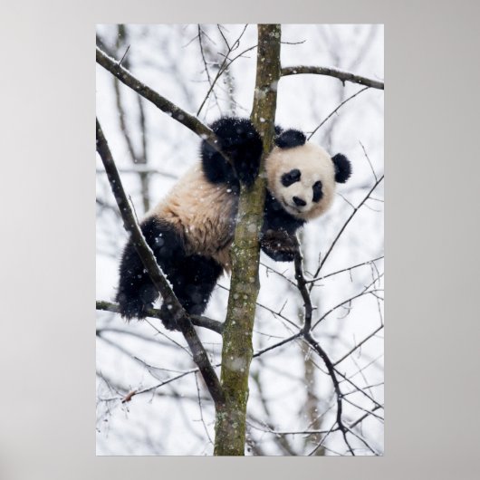 Poster Bébé Panda dans l'arbre (Devant)