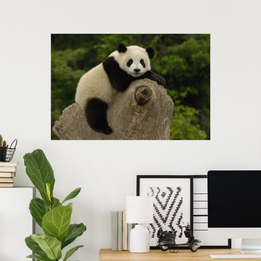 Poster Bébé panda géant (Bureau à domicile)