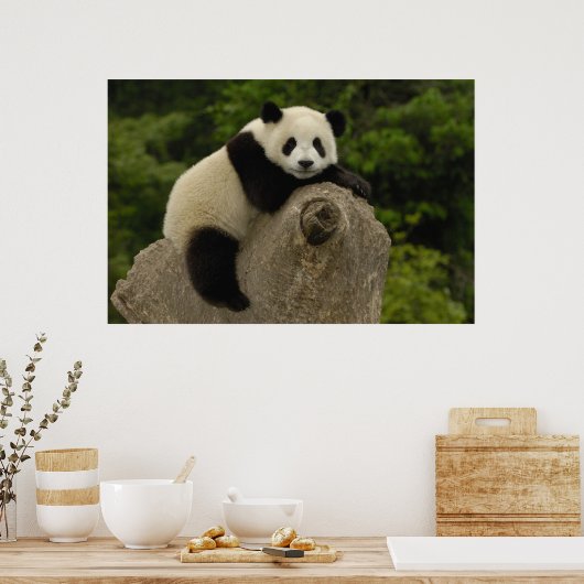 Poster Bébé panda géant (Cuisine)
