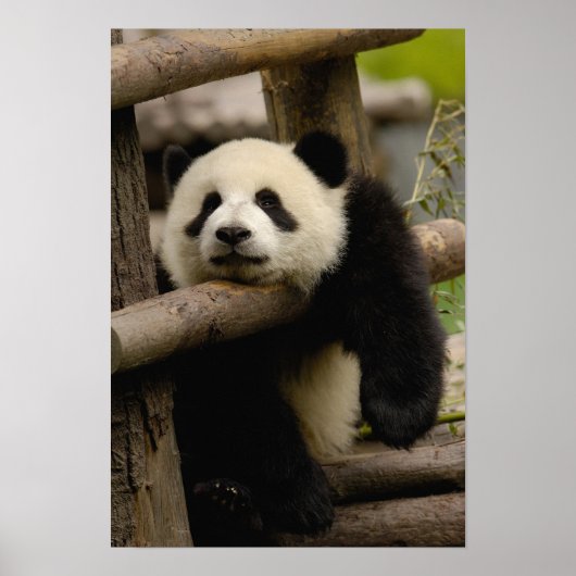 Poster Bébé panda géant Ailuropoda melanoleuca) (Devant)