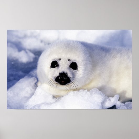 Poster Bébé phoque à harpe glace golfe du Saint-Laurent, (Devant)