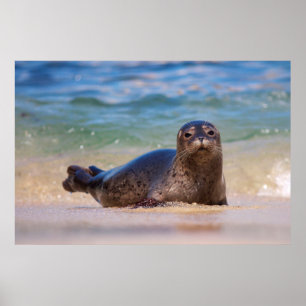 Poster Bébé phoque commun dans l'eau