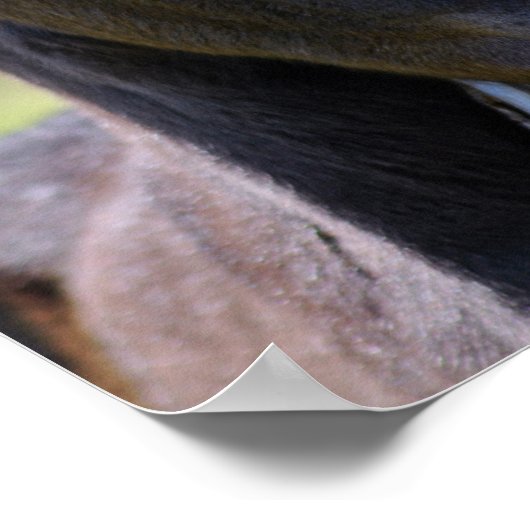 Poster Bébé poulain (Coin)