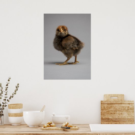 Poster Bébé poulet (Cuisine)