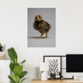 Poster Bébé poulet (Bureau à domicile)