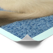 Poster bébé Ragdoll (Coin)