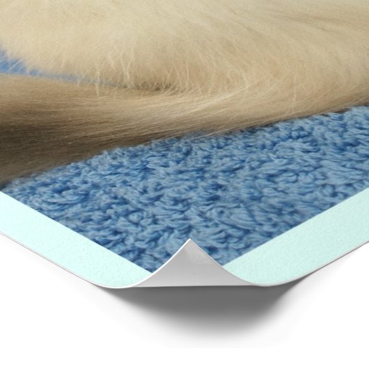 Poster bébé Ragdoll (Coin)