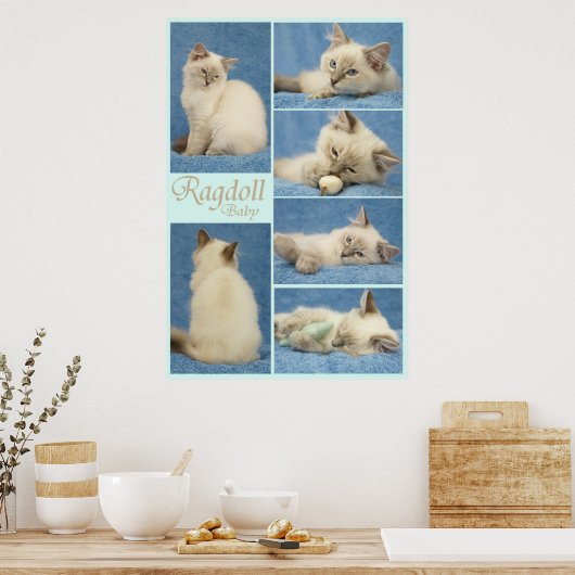 Poster bébé Ragdoll (Cuisine)