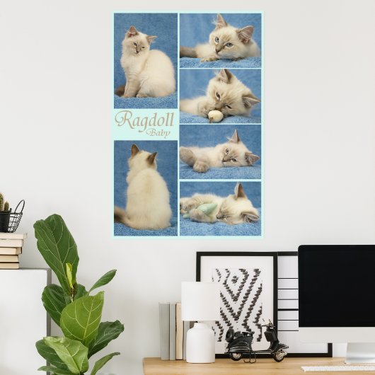 Poster bébé Ragdoll (Bureau à domicile)