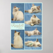 Poster bébé Ragdoll (Devant)