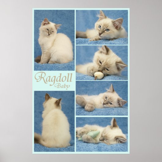 Poster bébé Ragdoll (Devant)