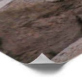 Poster Bébé série de petits lions blancs (Coin)