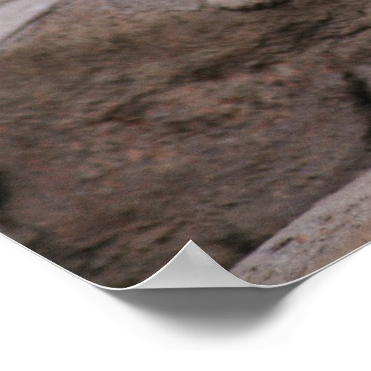 Poster Bébé série de petits lions blancs (Coin)