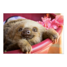 Bébé Sloth