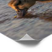 Poster Bébé soif (Coin)