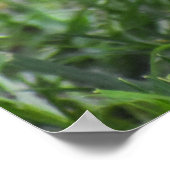 Poster Bébé superbe Robin (Coin)