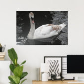 Poster Bébé Swan Swan Natation (Bureau à domicile)
