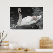 Poster Bébé Swan Swan Natation (Cuisine)