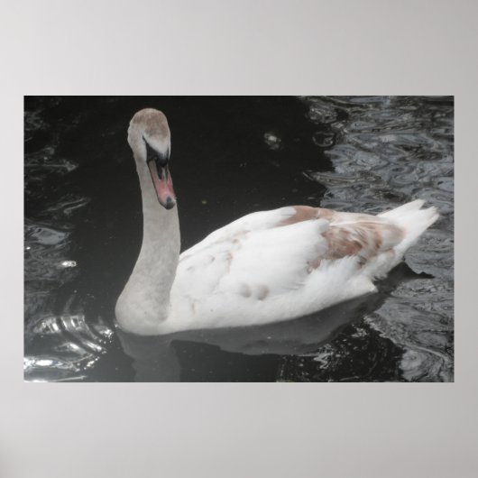 Poster Bébé Swan Swan Natation (Devant)