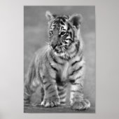 Poster Bébé Tigre en noir et blanc (Devant)