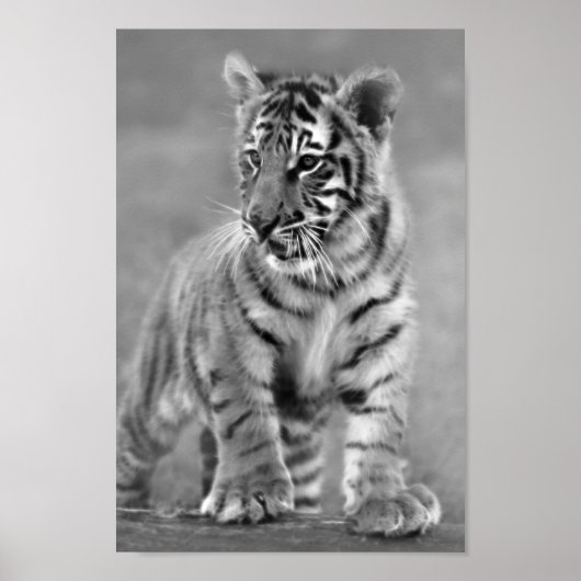 Poster Bébé Tigre en noir et blanc (Devant)