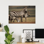 Poster Bébé zèbre de Burchell avec sa mère (Bureau à domicile)