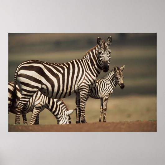 Poster Bébé zèbre de Burchell avec sa mère (Devant)