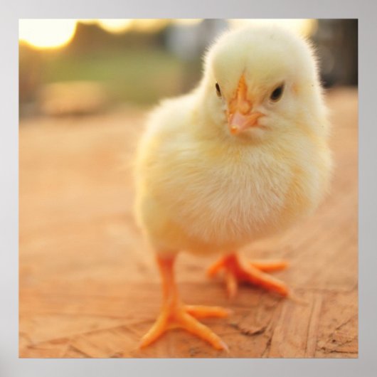 Poster Bébés (Devant)