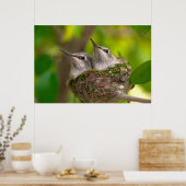 Poster Bébés colibris (Cuisine)