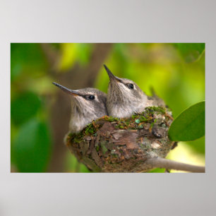 Poster Bébés colibris