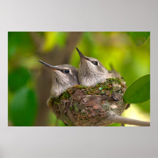 Poster Bébés colibris (Devant)