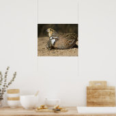Poster Bébés de caille nordique Bobwhite à l'étang pour b (Cuisine)
