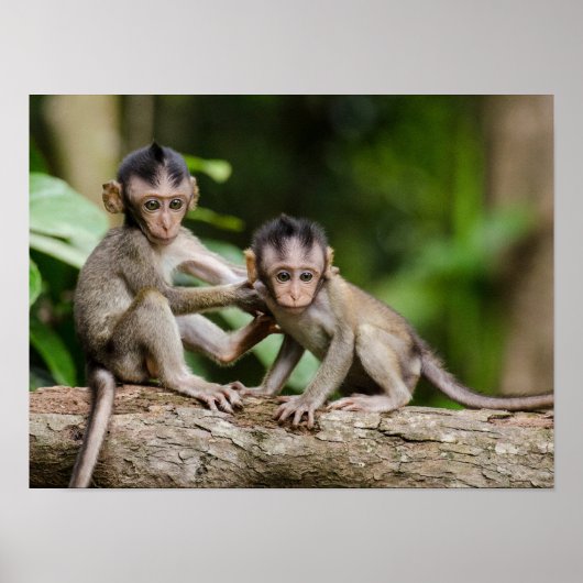 Poster Bébés macaques à queue de cochon jouant sur une br (Devant)