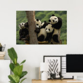 Poster Bébés panda géant (Ailuropoda melanoleuca) (Bureau à domicile)