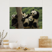 Poster Bébés panda géant (Ailuropoda melanoleuca) (Cuisine)