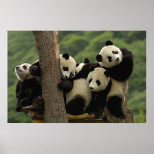 Poster Bébés panda géant (Ailuropoda melanoleuca)