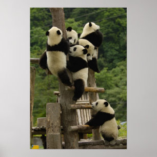 Poster Bébés panda géant (Ailuropoda melanoleuca)
