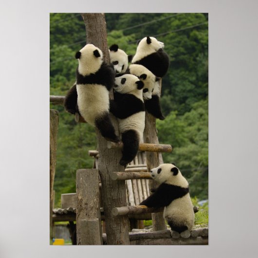 Poster Bébés panda géant (Ailuropoda melanoleuca) (Devant)