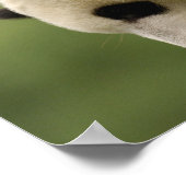 Poster Bébés panda géant Ailuropoda melanoleuca) (Coin)