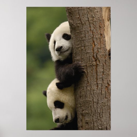 Poster Bébés panda géant Ailuropoda melanoleuca) (Devant)