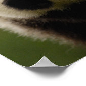 Poster Bébés panda géants (Ailuropoda melanoleuca) 2 (Coin)