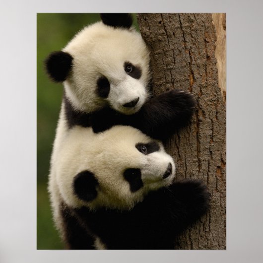 Poster Bébés panda géants (Ailuropoda melanoleuca) 2 (Devant)