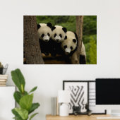 Poster Bébés pandas géants Ailuropoda melanoleuca) (Bureau à domicile)