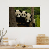 Poster Bébés pandas géants Ailuropoda melanoleuca) (Cuisine)