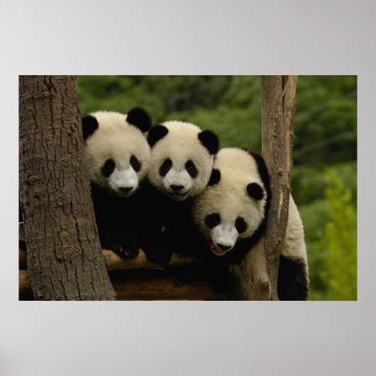 Poster Bébés pandas géants Ailuropoda melanoleuca) (Devant)