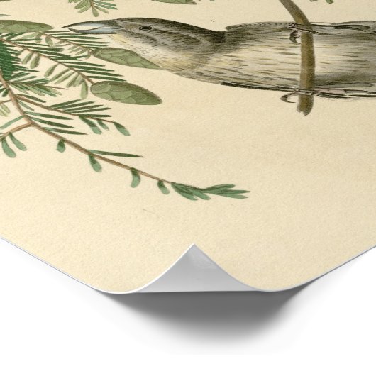 Poster Bec-croisé américain (Coin)