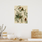 Poster Bec-croisé américain (Cuisine)