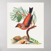 Poster Bec-croisé rouge (Devant)