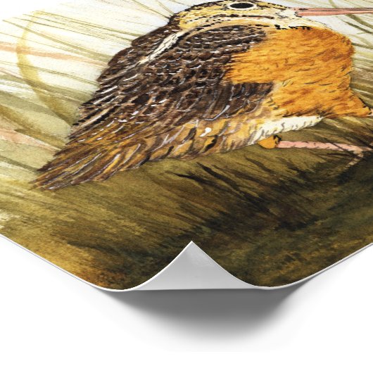 Poster Bécasse (Timberdoodle) (Coin)