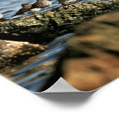 Poster Bécasseau (Coin)